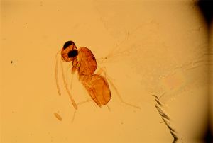 sibbei 'Type' nom.n. 5.jpg