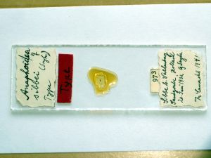 sibbei 'Type' nom.n. s.JPG