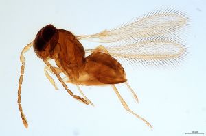 aequa  Soyka Htype 0.jpg