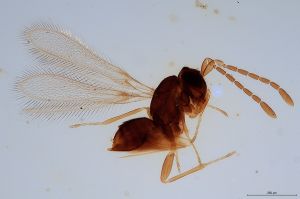 devia  Soyka Htype 0.jpg