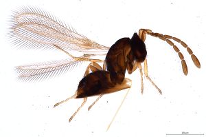 maialis Debauche   Htype 0.jpg