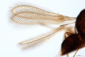 maialis Htype 0-2.jpg