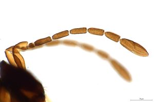 maialis Htype 0-3.jpg