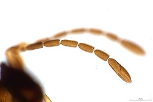 maialis Htype 0-4.jpg