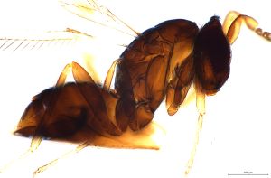 maialis Htype 0-5.jpg