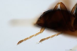 maialis Htype 0-6.jpg