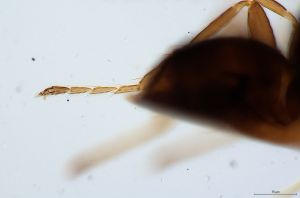 maialis Htype 0-7.jpg