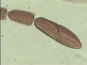 maialis Htype 10.jpg