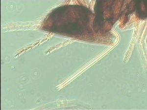 maialis Htype 11.jpg