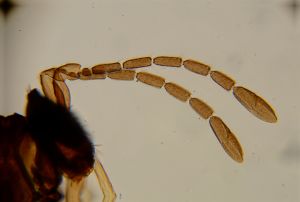 maialis Htype 12.jpg