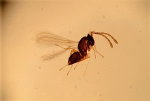 maialis Htype 13.jpg