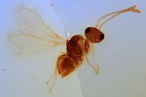 semiflava  Soyka Htype 0.jpg