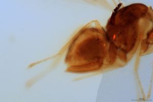 semiflava Htype 0-2.jpg