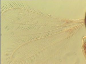 semiflava Htype 1.jpg