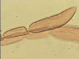 semiflava Htype 10.jpg