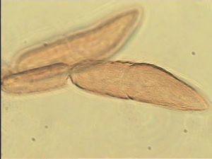 semiflava Htype 11.jpg