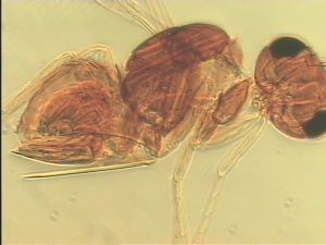 semiflava Htype 12.jpg