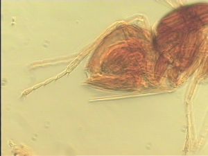 semiflava Htype 13.jpg