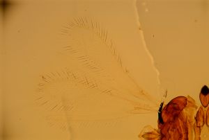 semiflava Htype 14.jpg