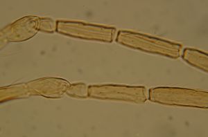 semiflava Htype 15.jpg