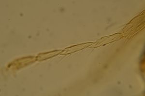 semiflava Htype 16.jpg