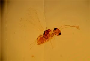 semiflava Htype 17.jpg