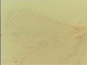 semiflava Htype 4.jpg