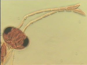 semiflava Htype 5.jpg