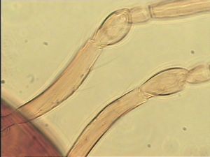 semiflava Htype 6.jpg