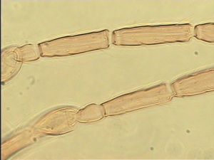 semiflava Htype 7.jpg