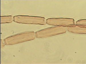 semiflava Htype 8.jpg