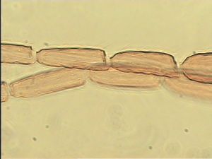 semiflava Htype 9.jpg