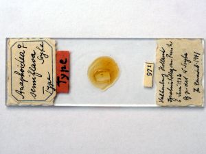 semiflava Htype s.JPG