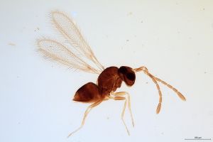 vulgarisimilis  Soyka Htype 0.jpg