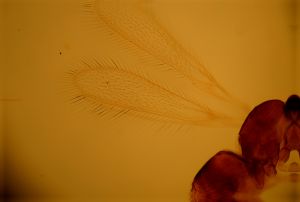 vulgarisimilis Htype 1.jpg