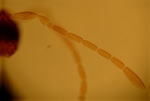 vulgarisimilis Htype 2.jpg