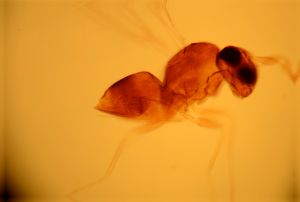 vulgarisimilis Htype 4.jpg