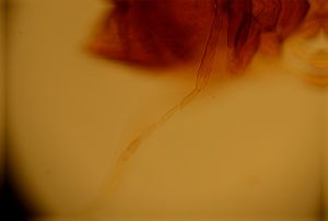 vulgarisimilis Htype 5.jpg