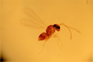 vulgarisimilis Htype 6.jpg