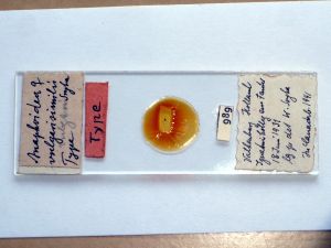 vulgarisimilis Htype s.JPG