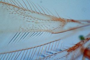 medioacuta Holotype 0-10.png