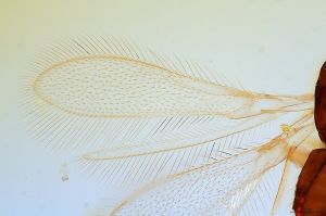 medioacuta Holotype 0-2.jpg