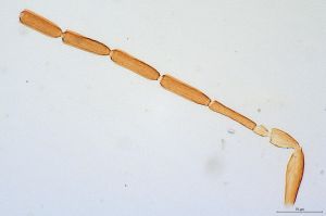 medioacuta Holotype 0-3.jpg