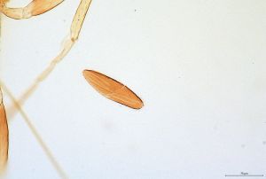 medioacuta Holotype 0-4.jpg