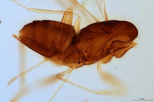 medioacuta Holotype 0-5.jpg