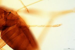 medioacuta Holotype 0-6.jpg