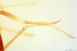 medioacuta Holotype 0-7.jpg