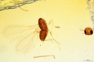 medioacuta Holotype 0-8.jpg