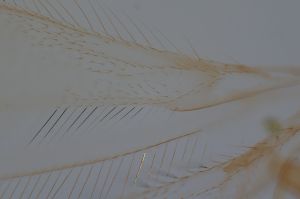 medioacuta Holotype 0-9.png