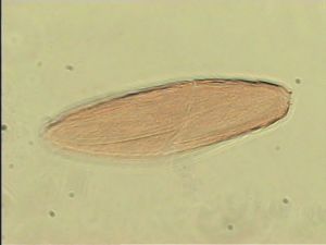 medioacuta Htype 12.jpg